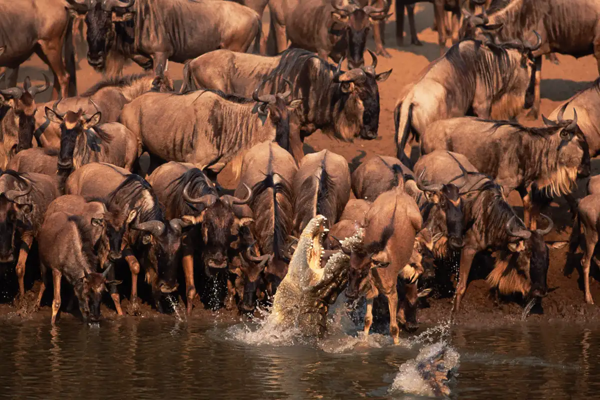 7-Day Great Wildebeest Migration - Mara River Crossing