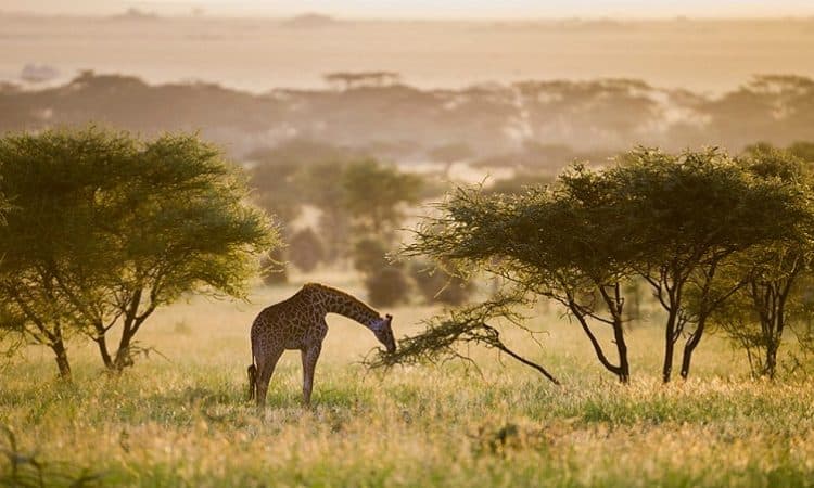 6-Day Tanzania Fly in Migration Tour
