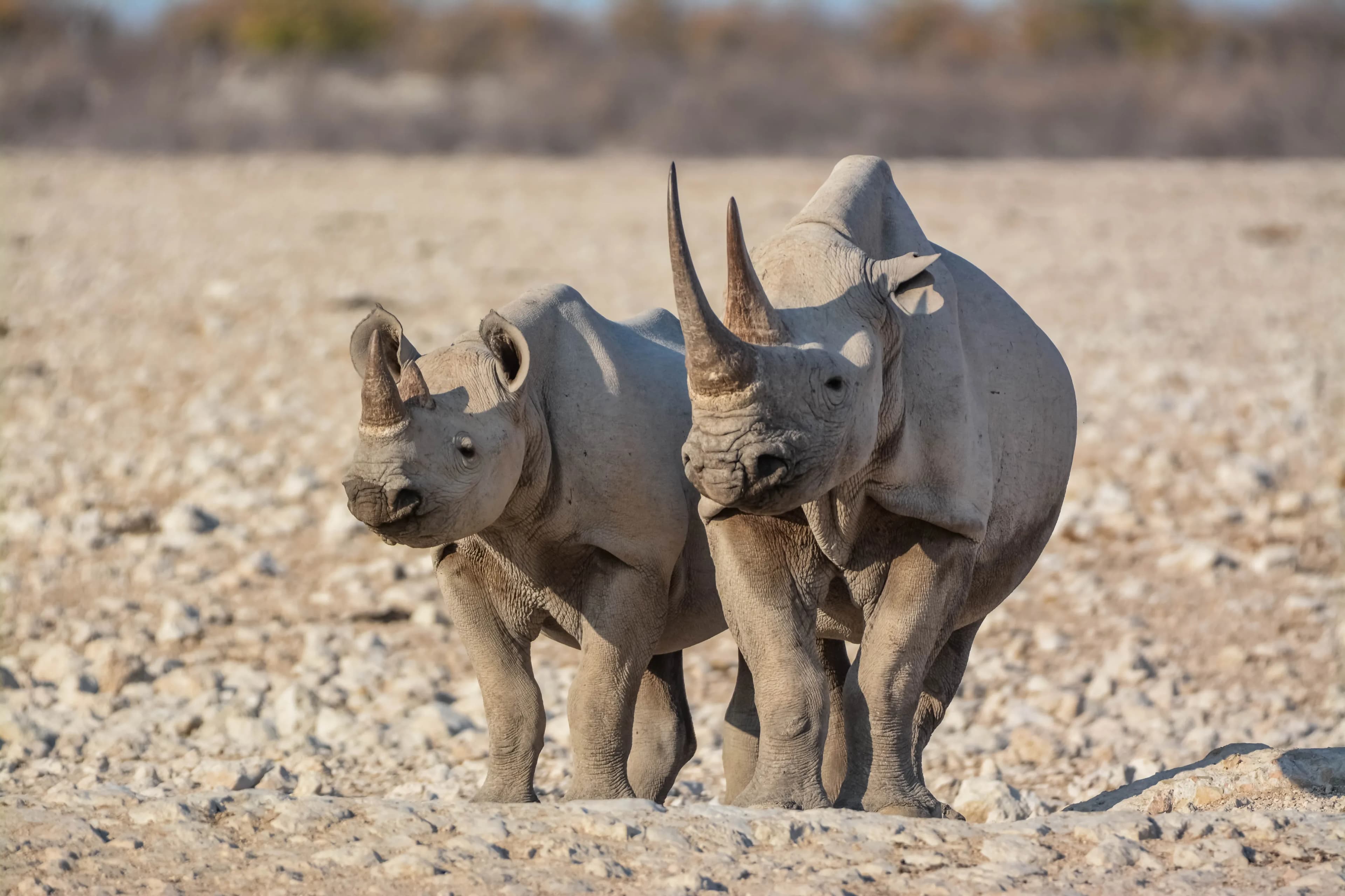 13 Days - Best of Namibia - 4