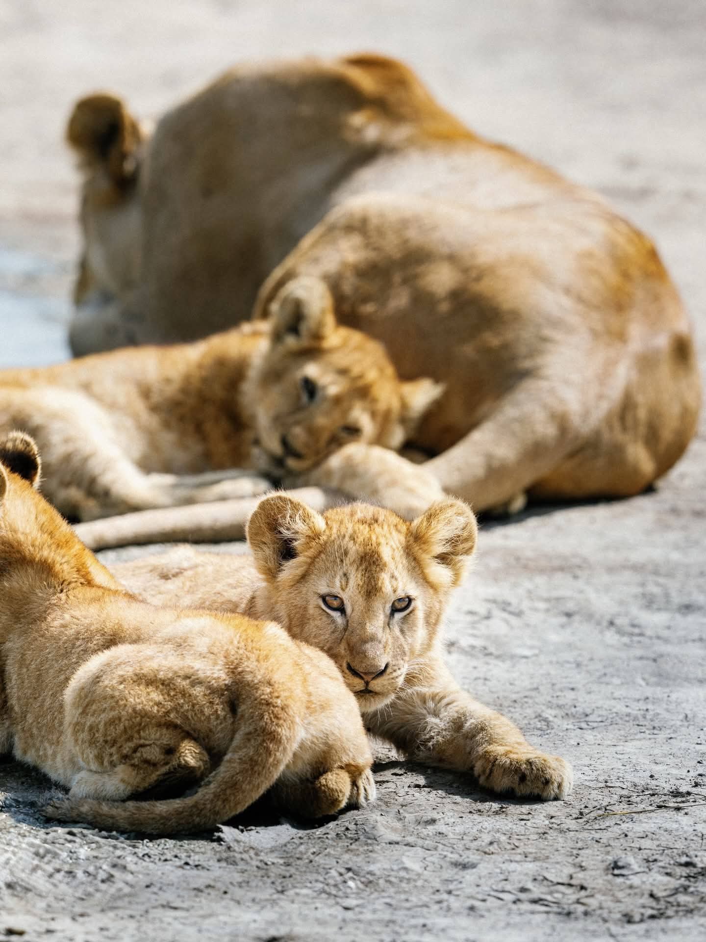 4 Days Mid Range Tanzania Safari in luxury stayle