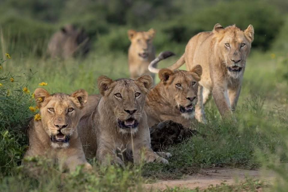 3 Days Fly in Serengeti and Ngorongoro Camping Safari