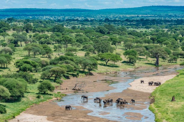 13-Day Wildlife Migration Safaris in Tanzania