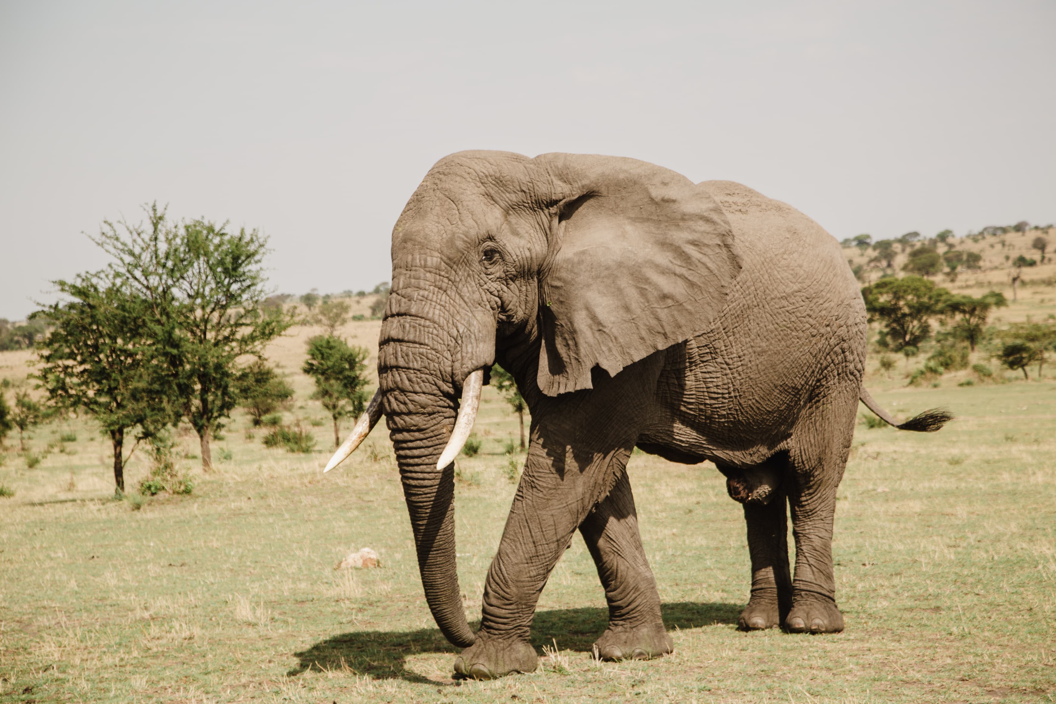 Serengeti Glamping Adventure