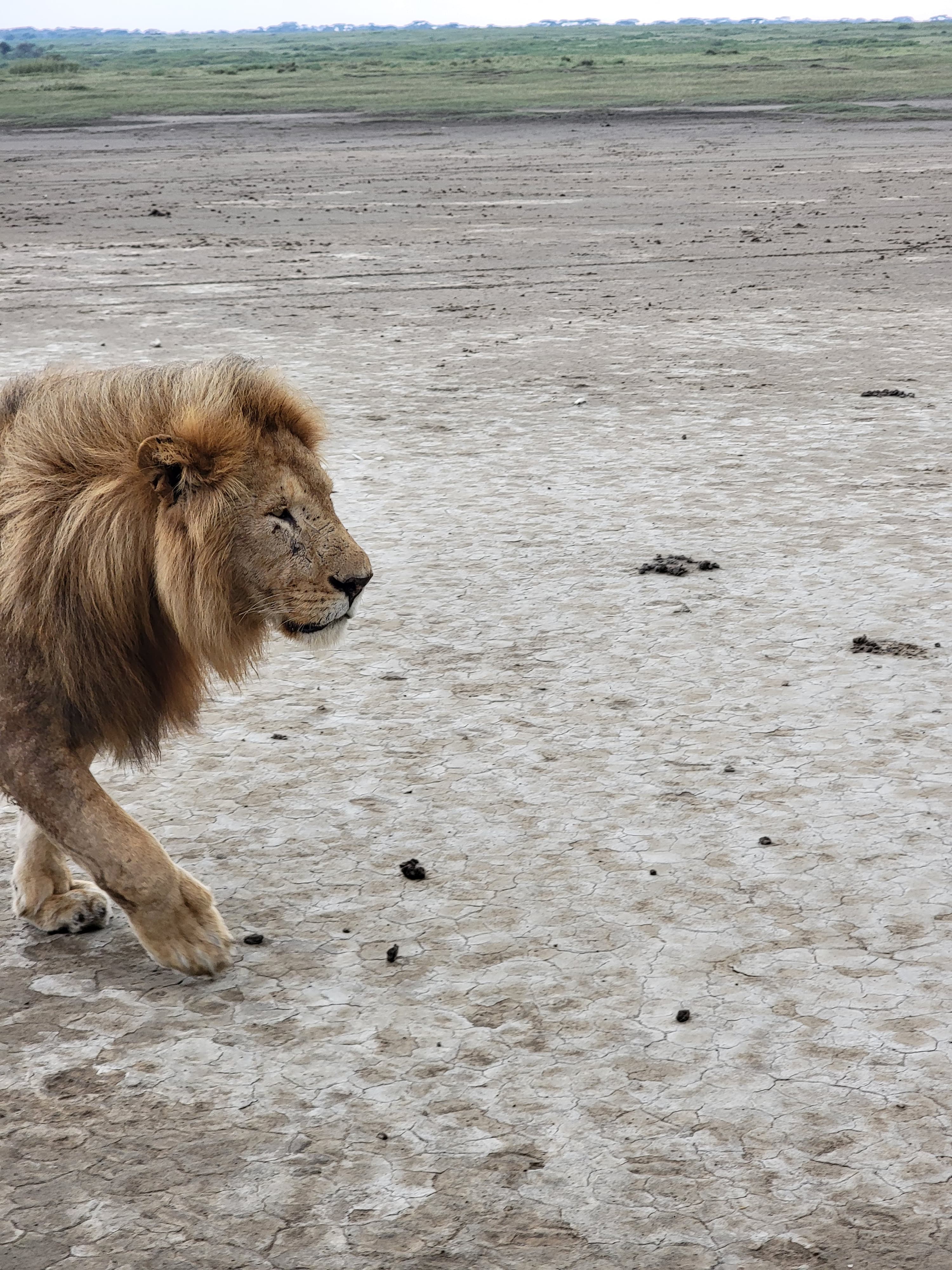 Tanzania Elegant Safaris