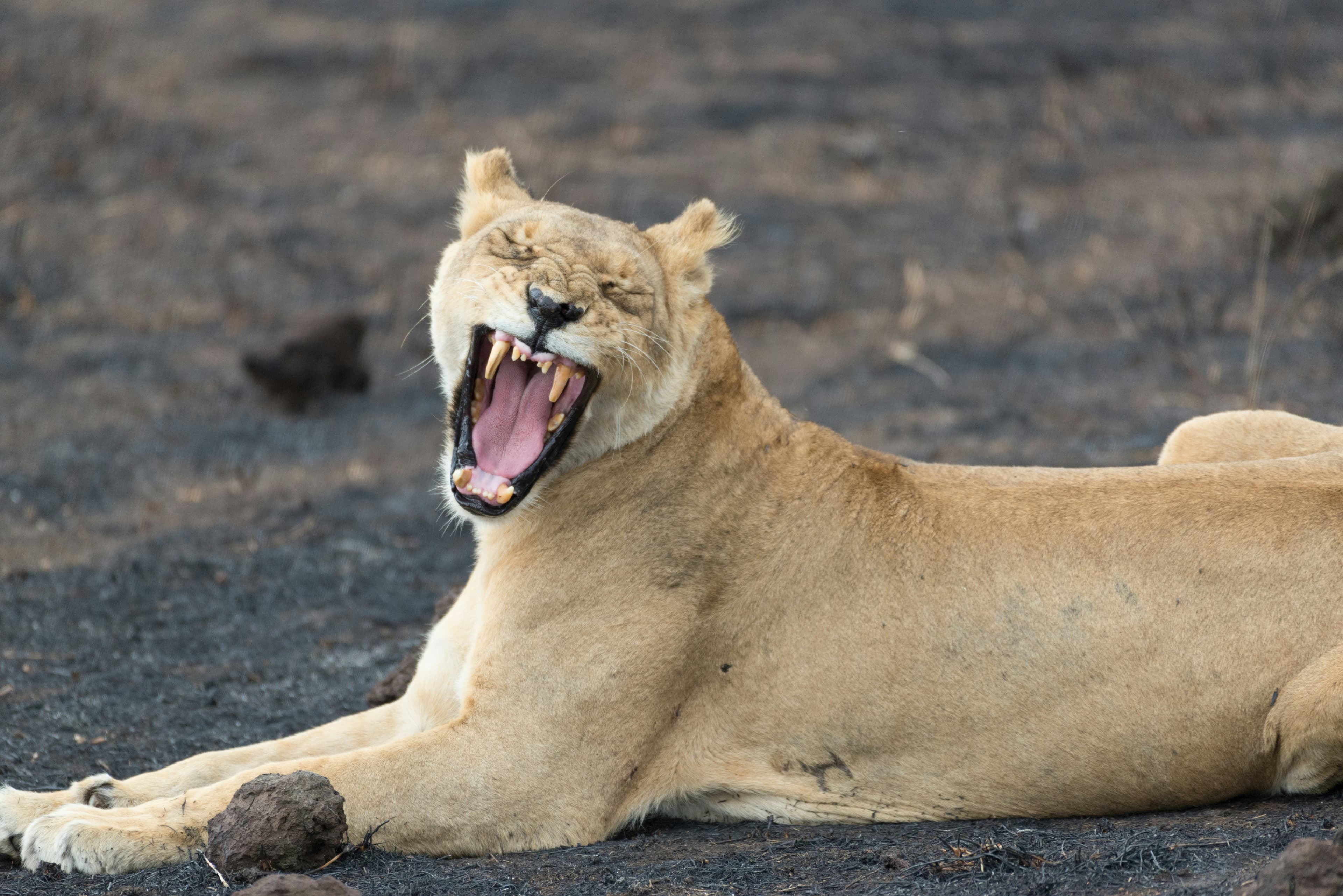 GREAT MIGRATION SAFARI EXPERIENCE – 6 DAYS