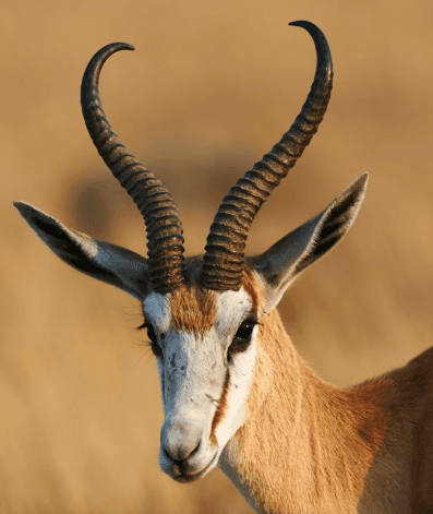 FAMILY SAFARI ADVENTURE – 9 DAYS